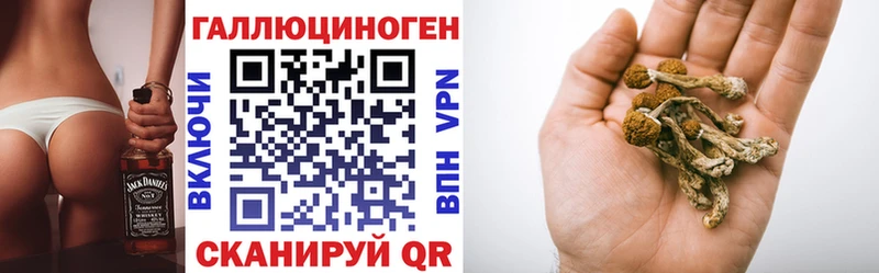 закладки  Новоалександровск  shop состав  Псилоцибиновые грибы Cubensis 